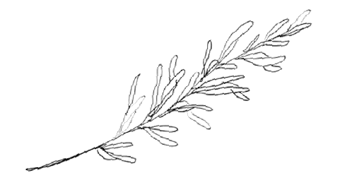 Leaf 2