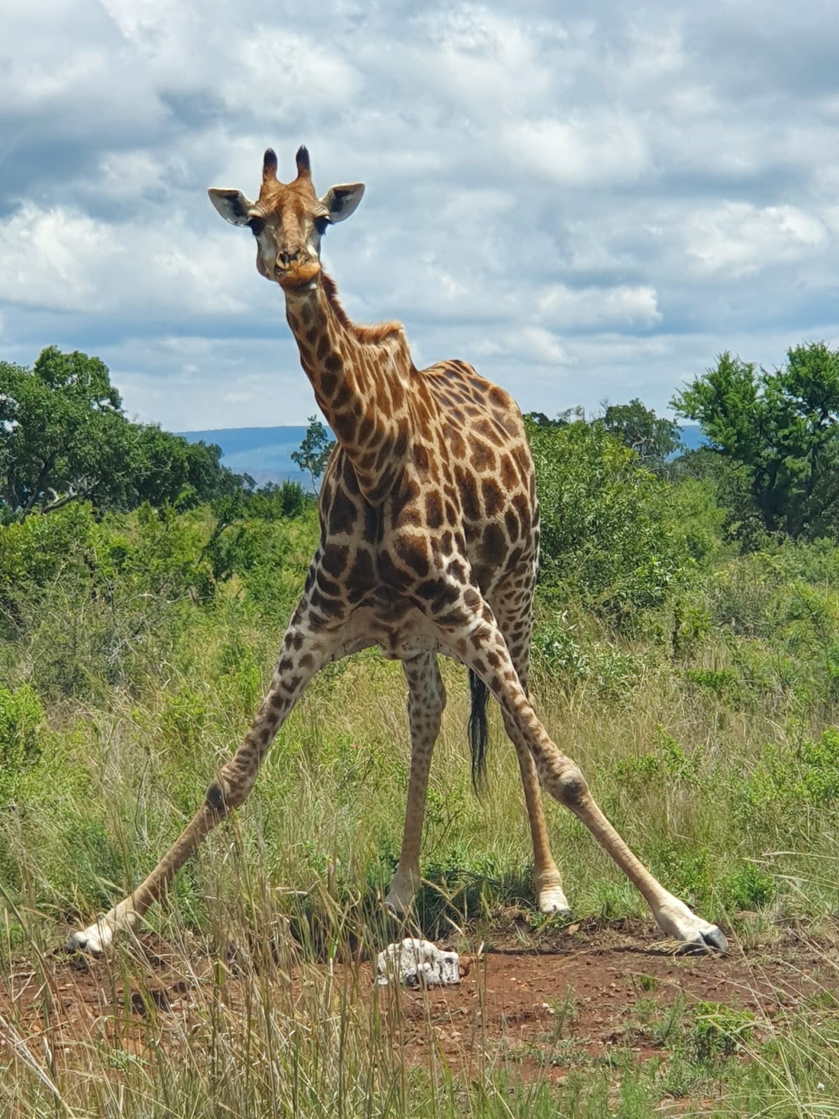 Giraffe